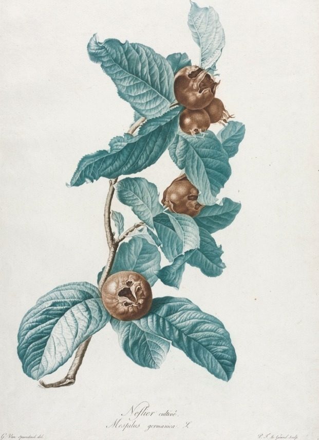 Cultivated Medlar (Mespilus germanica) by Gerard van Spaendonck (Dutch, 1746–1822)
