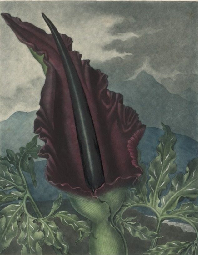 The Dragon Arum, Black Calla or Solomon's Lily by Robert John Thornton (British, 1768–1837)