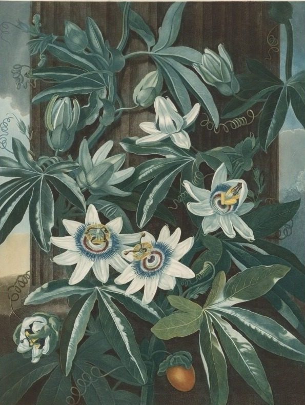 The Blue Passion-flower by Robert John Thornton (British, 1768–1837)