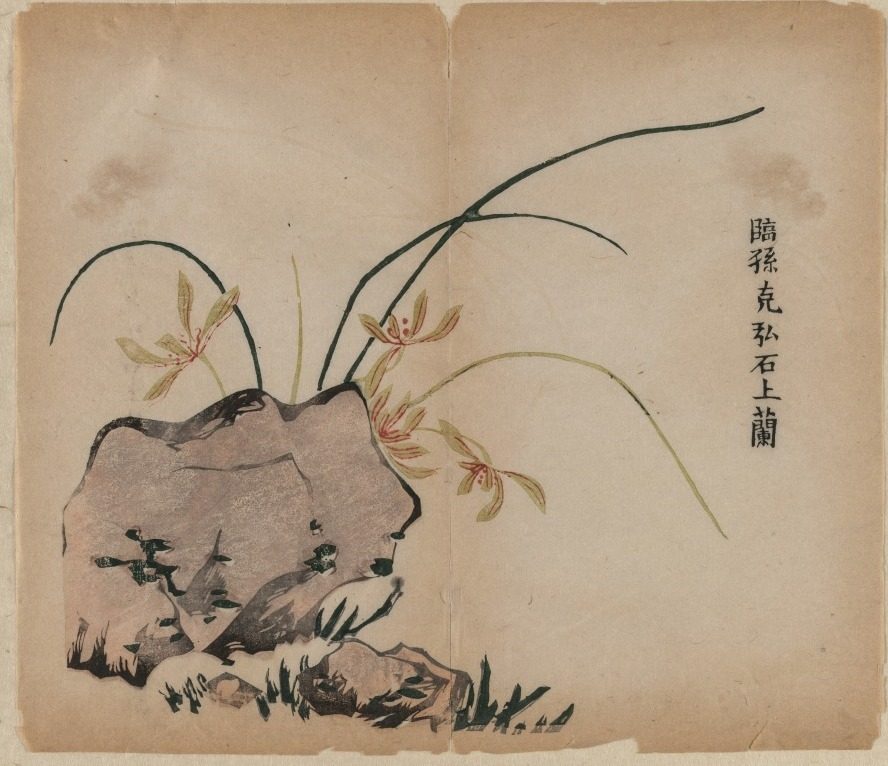Orchid on Rocks