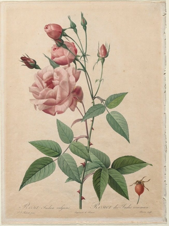 The Roses: China or Bengal Rose by Henri Joseph Redouté (French, 1766–1853)