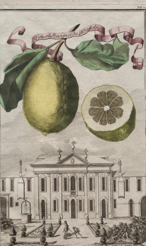 Nurnbergische Hesperides:  No. 125 - Limon Ponzino da Neapoli.  Palazzo del N. H. Cornaro à Fiesso by Joseph de Montalegre (Hungarian)