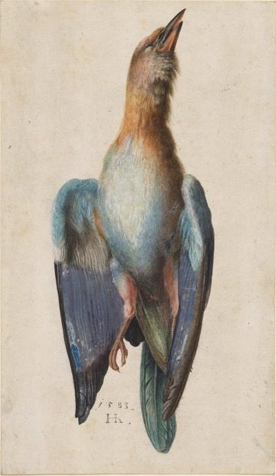 Dead Blue Roller by Hans Hoffmann (German, 1545/50–1591/92)