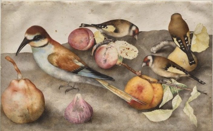 Still Life with Birds and Fruit by Giovanna Garzoni (Italian, 1600–1670)