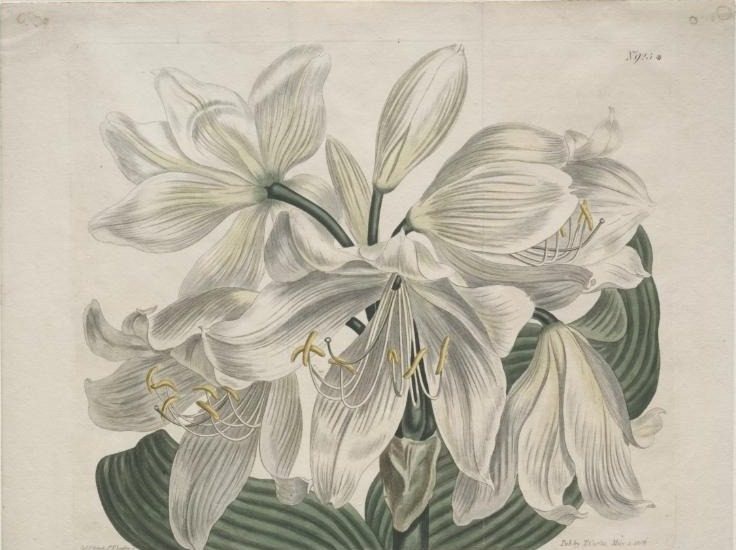 The Botanical Magazine or Flower Garden Displayed:  White Cape - Coast Lily by Sydenham Edwards (British, 1768–1819)