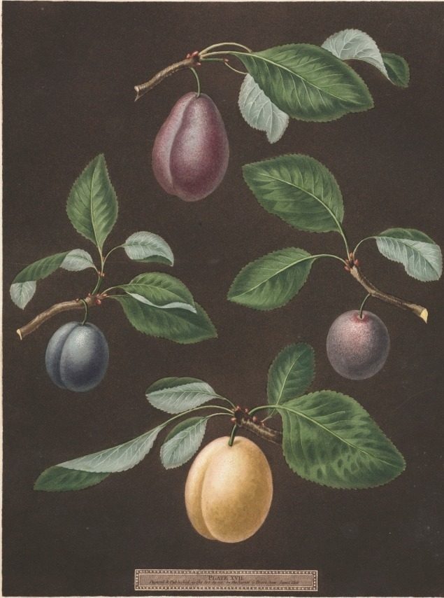 Pomona Britannica:  No. 17 - Plums by George Brookshaw (British, 1751–1823)
