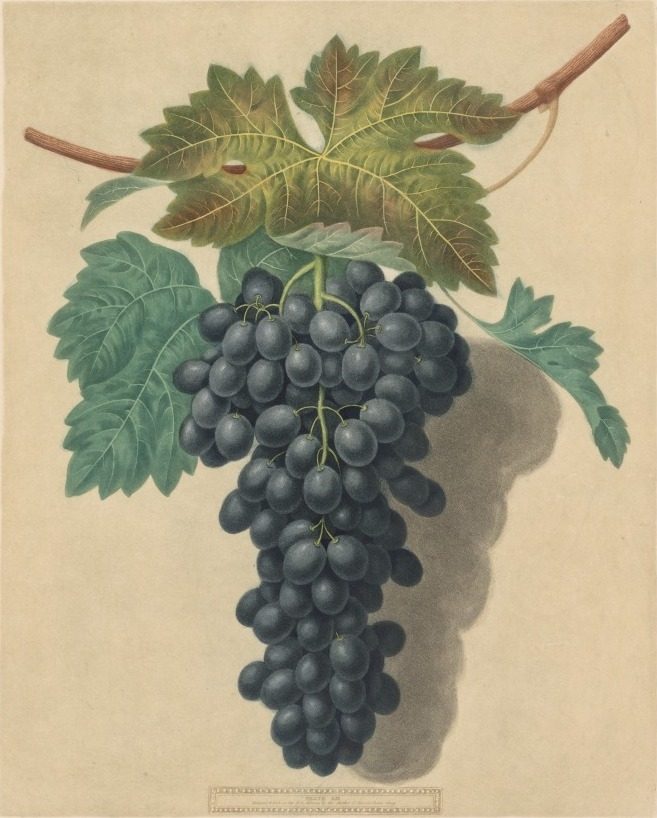 Pomona Britannica:  No. 52 - Black Prince Grape by George Brookshaw (British, 1751–1823)