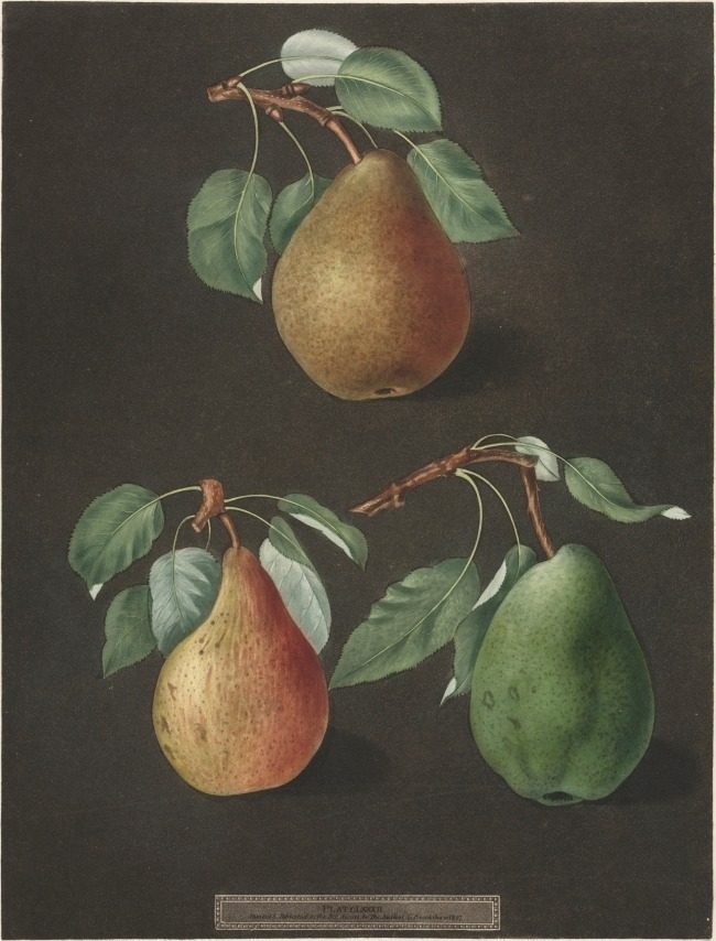 Pomona Britannica:  No. 82 - Pears by George Brookshaw (British, 1751–1823)