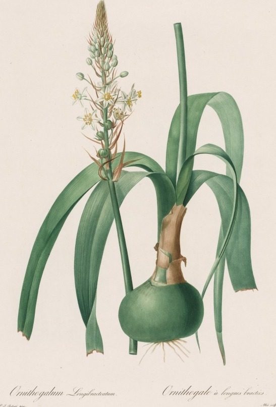 Les Liliacées:  Ornithogalum longibracteatum by Pierre-Joseph Redouté (French, 1759–1840)