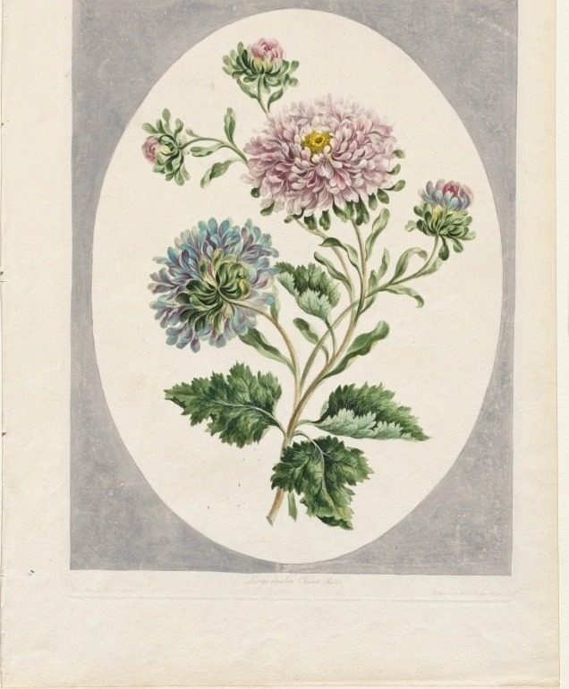A Collection of Flowers Drawn from Nature:  Large Double China Aster by John Edwards (British)