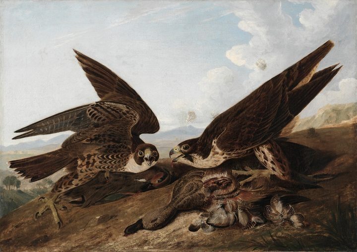 Peregrine Falcons (Duck Hawks) by John James Audubon (American, born Haiti, 1785–1851)