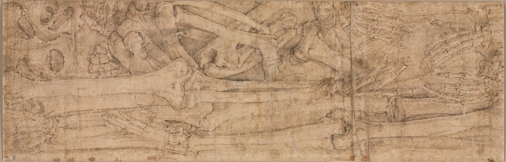 Arm Bones by Battista Franco (Italian, c. 1510–1561)