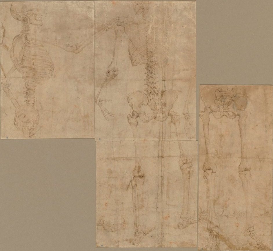 Skeleton by Battista Franco (Italian, c. 1510–1561)