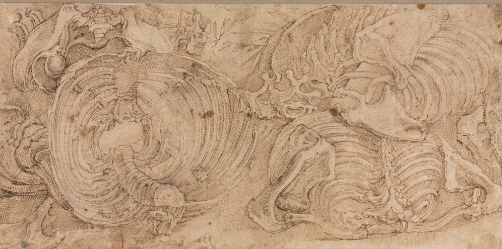 Rib Cages by Battista Franco (Italian, c. 1510–1561)