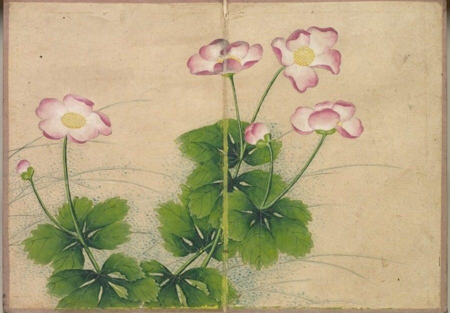 Desk Album: Flower and Bird Paintings (mallow flowers) by Zhang Ruoai (Chinese, 1713–1746)