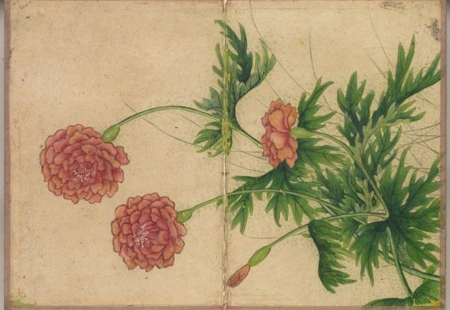 Desk Album: Flower and Bird Paintings (Peony) by Zhang Ruoai (Chinese, 1713–1746)