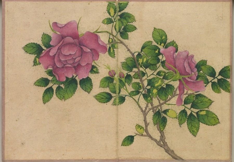 Desk Album: Flower and Bird Paintings (Rose) by Zhang Ruoai (Chinese, 1713–1746)