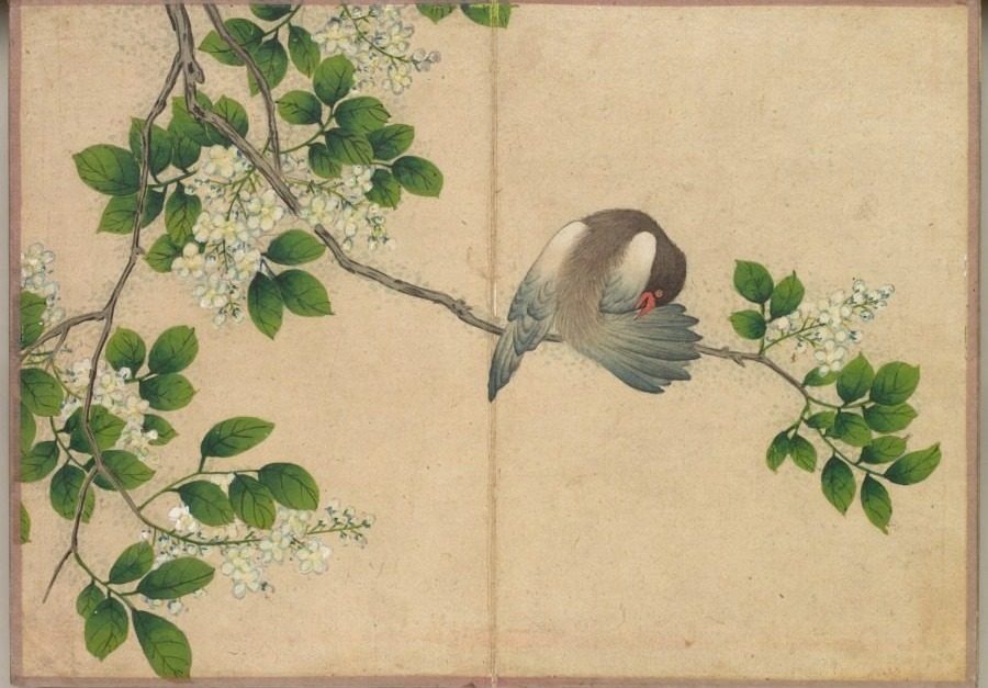 Desk Album: Flower and Bird Paintings (Preening Bird) by Zhang Ruoai (Chinese, 1713–1746)