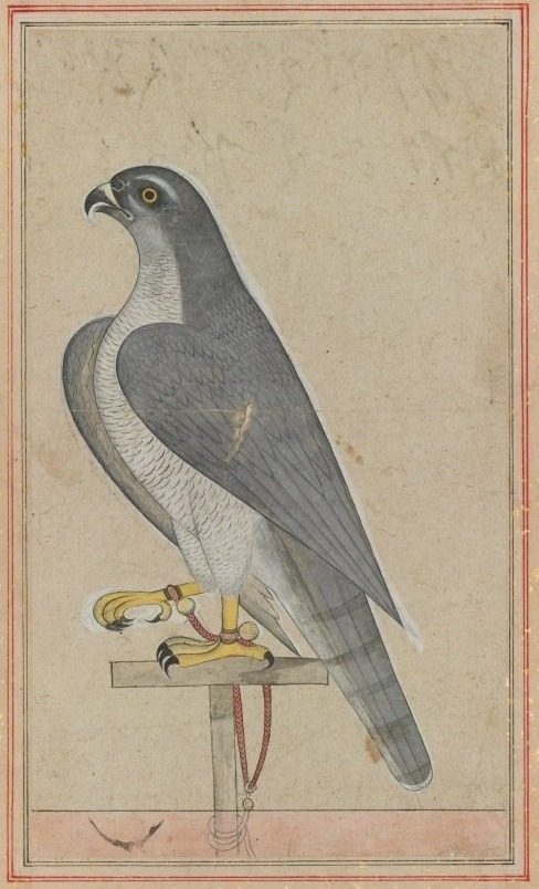 Falcon