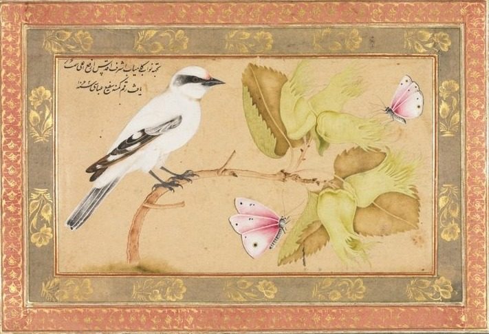 Black and White Bird Perched on a Shrub by Shafi' Abbasi (Iranian)