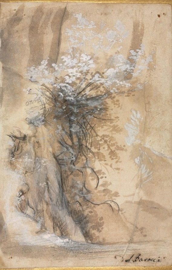 Flowering Bush above an Eroded Bank by Federico Barocci (Italian, 1528–1612)