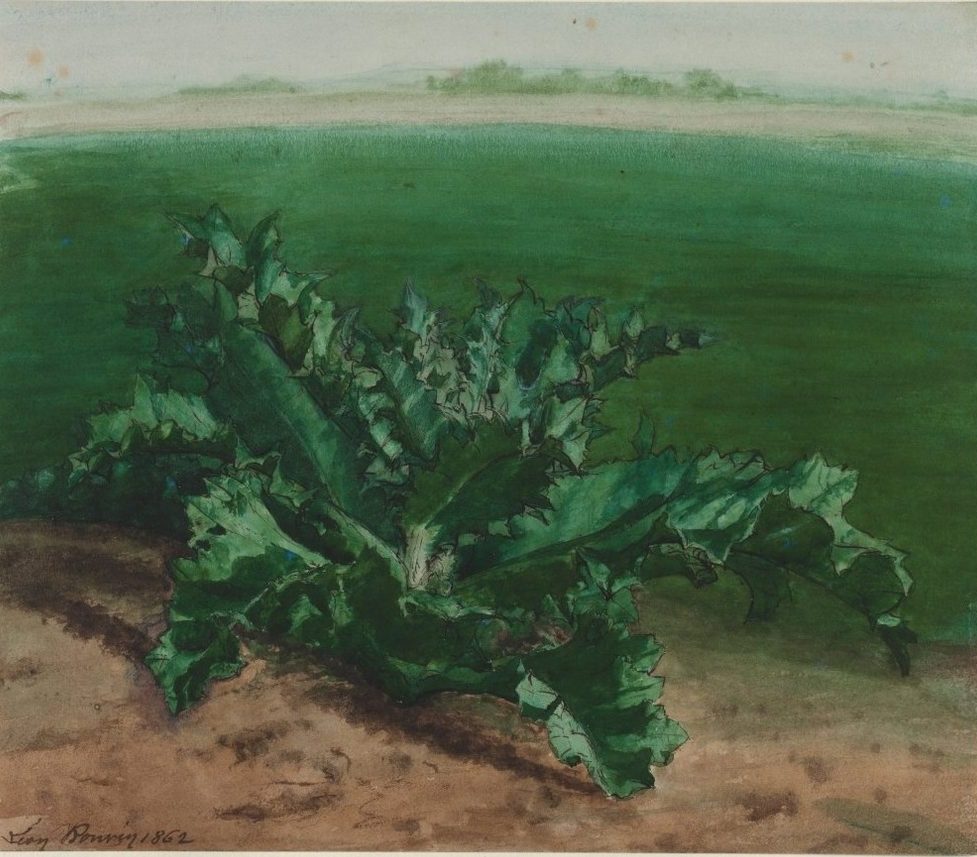 Study of a Plant, Possibly Thistle by Léon Bonvin (French, 1834–1866)