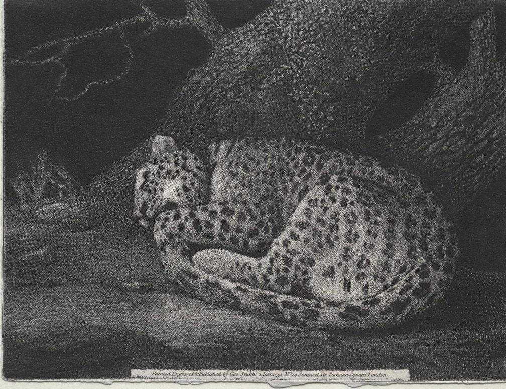 A Sleeping Leopard by George Stubbs (British, 1724–1806)
