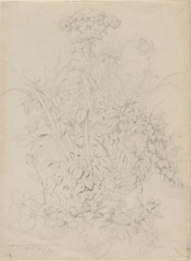 Plant Study by Eugene Bléry (French, 1805–1886)