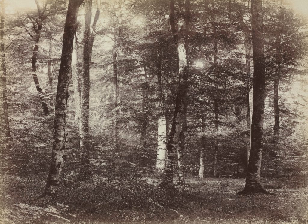 Untitled (The Forest of Fontainebleau) by Constant Alexandre Famin (French, 1827–1888)