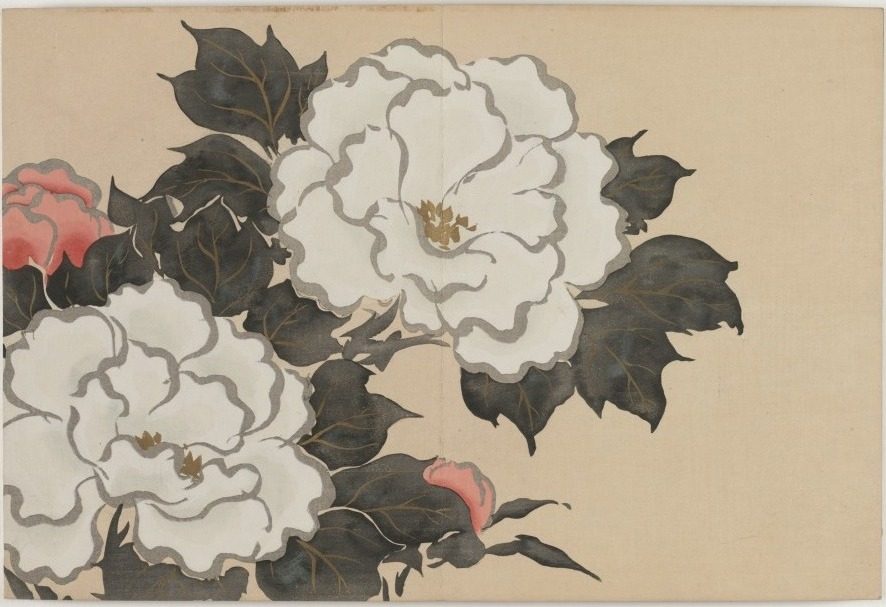 Flowers of a Hundred Worlds (Momoyogusa): Peonies (Fukamigusa) by Kamisaka Sekka (Japanese, 1866–1942)