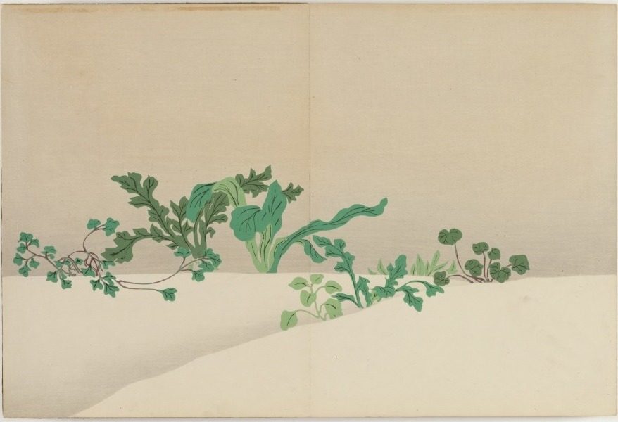 Flowers of a Hundred Worlds (Momoyogusa): Seven Herbs of Early Spring (Nanagusa) by Kamisaka Sekka (Japanese, 1866–1942)