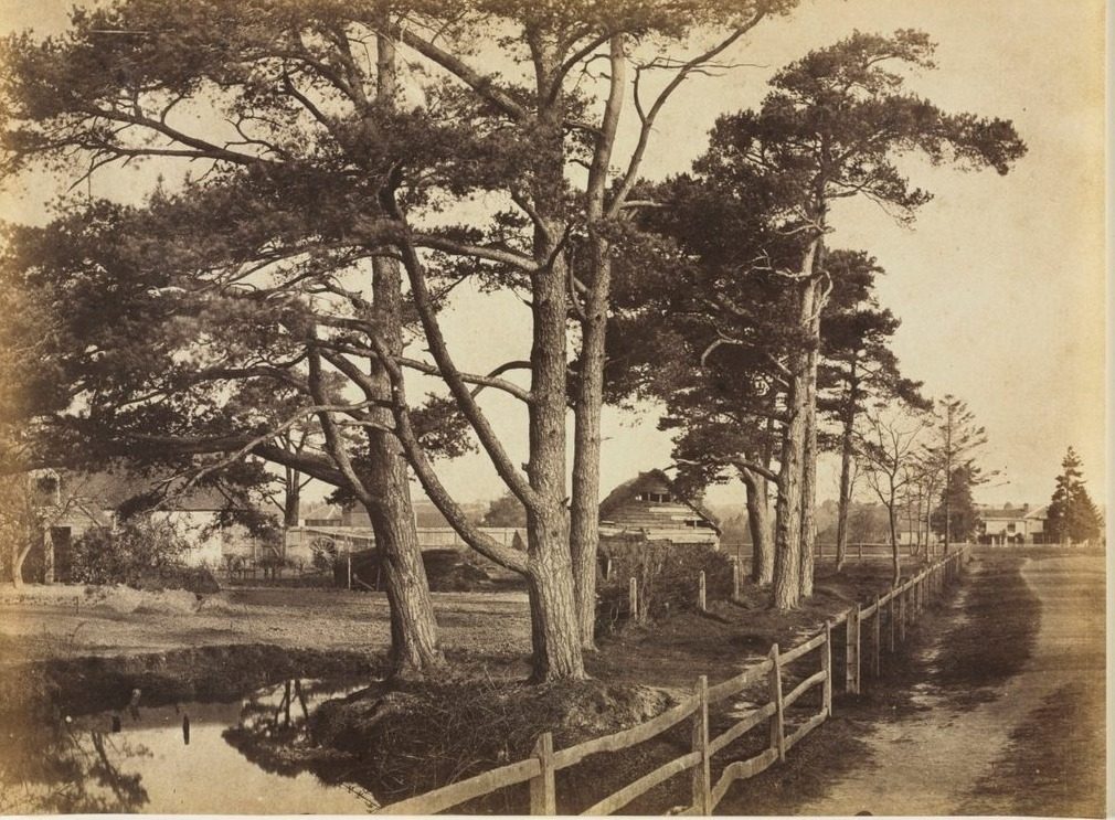 Scotch Firs, Hawkhurst by Benjamin Brecknell Turner (British, 1815–1894)
