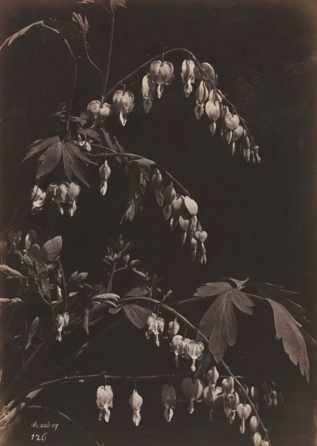 Floral Still Life (Bleeding Hearts) by Charles Aubry (French, 1811–1877)