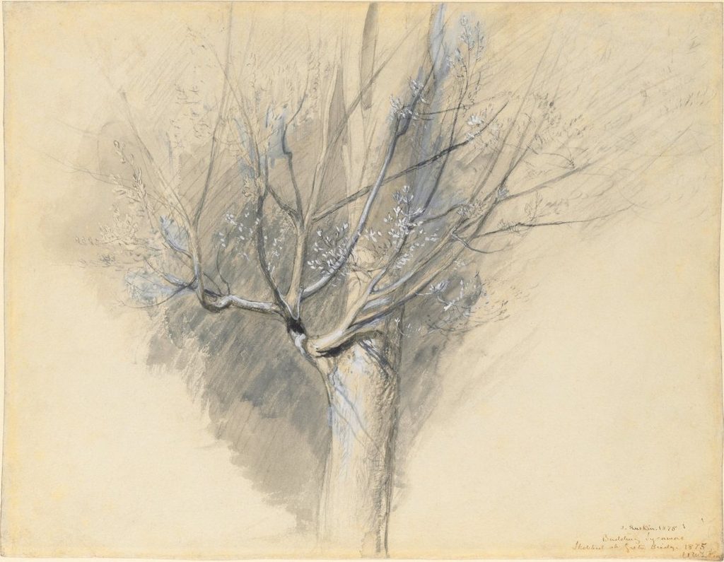 Budding Sycamore by John Ruskin (British, 1819–1900)
