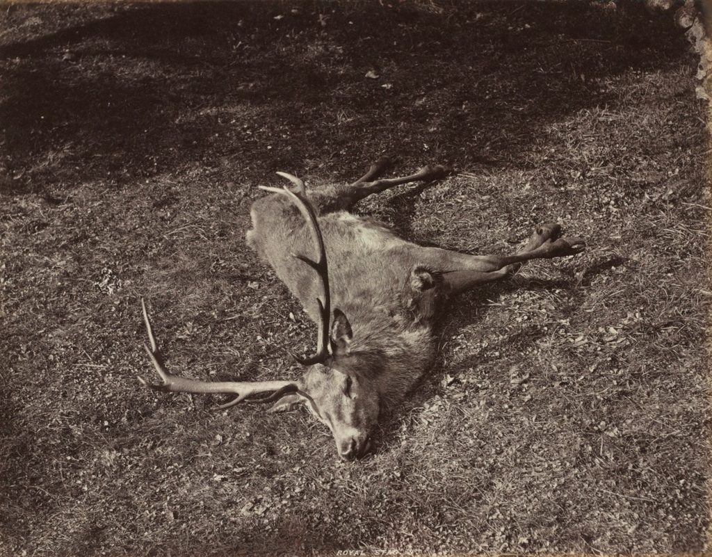 The Royal Stag by James Valentine (British, 1815–1880)