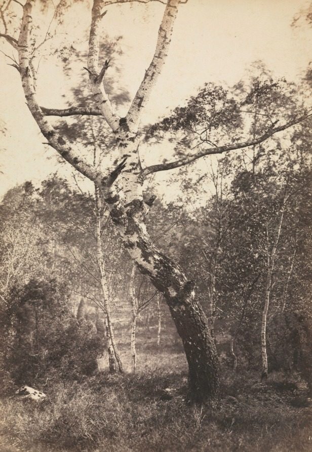Study of a Birch Tree, Barbizon by Constant Alexandre Famin (French, 1827–1888)