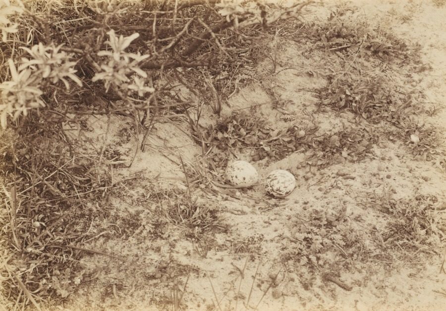 Eggs of a Stone-curlew or Plover by Richard Tepe (Netherlandish, 1864–1952)