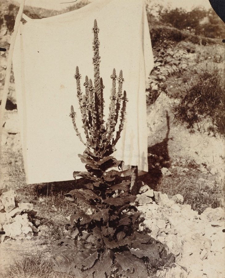 Mullein in Bloom by Eugène Atget (French, 1857–1927)