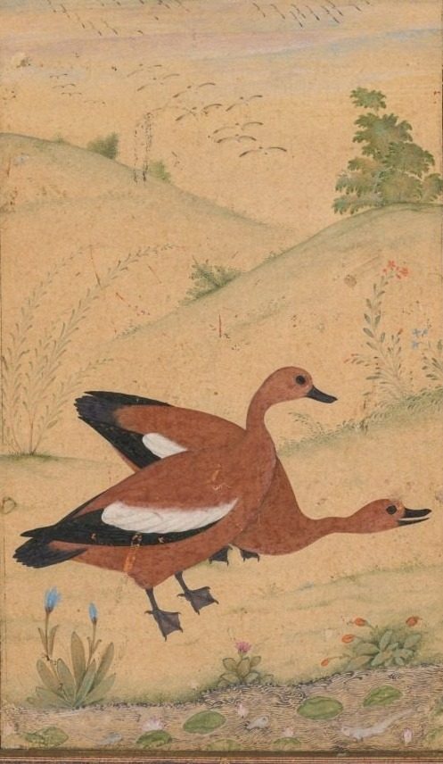 A pair of Brahminy ducks