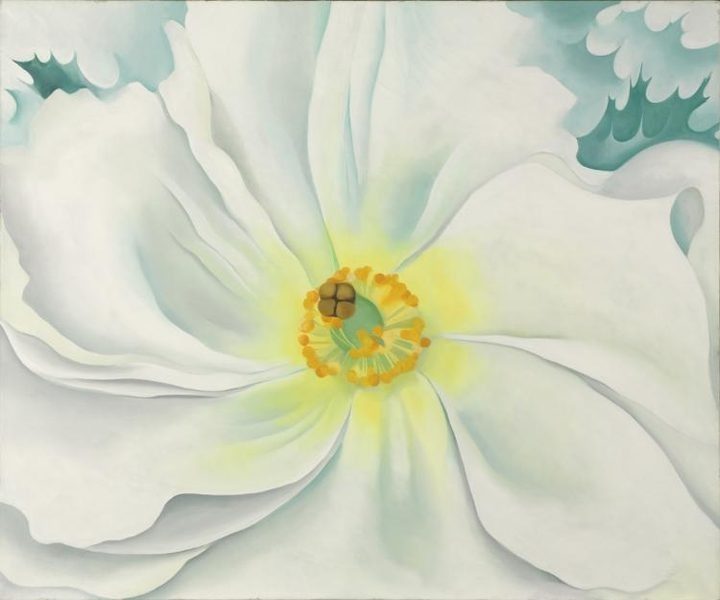 White Flower by Georgia O'Keeffe (American, 1887–1986)