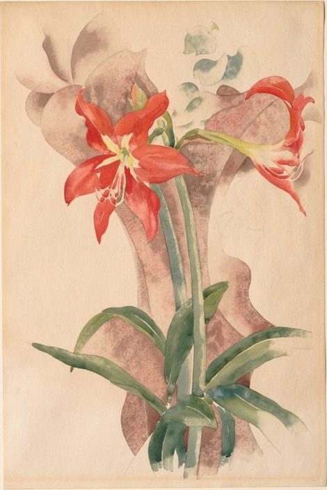 Amaryllis by Charles Demuth (American, 1883–1935)