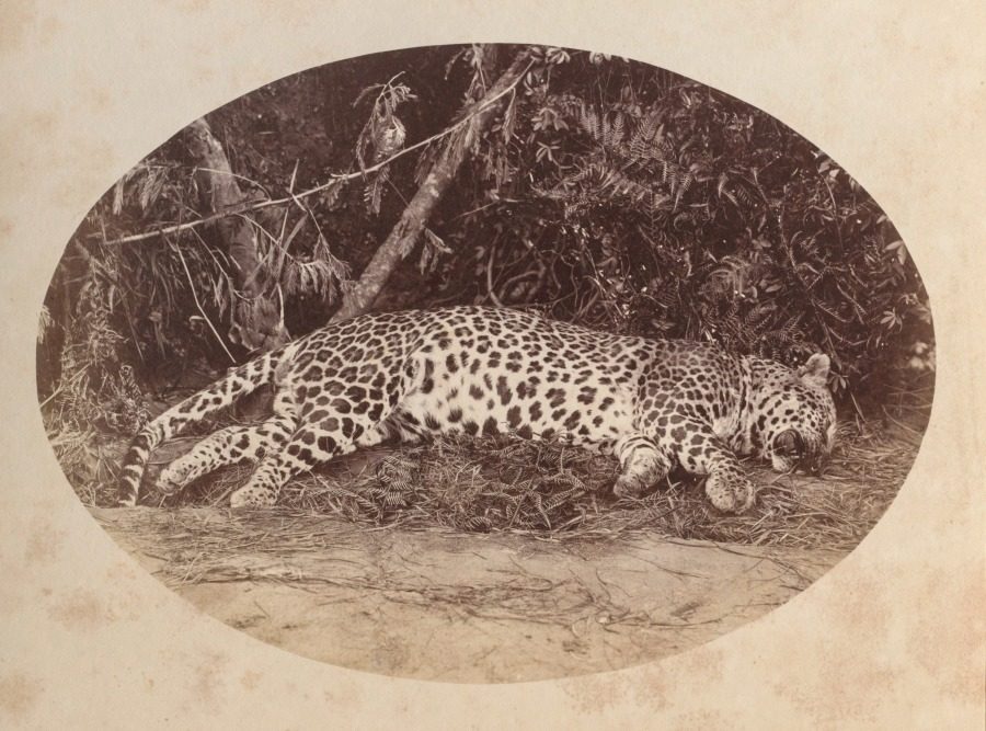 Dead Leopard