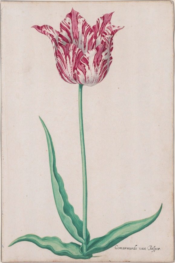 Study of a Tulip (Gemarmerde van Jasper) by Pieter Holsteyn II (Dutch, c.1612–1673)