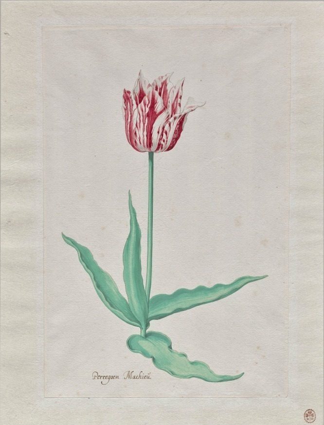 Study of a Tulip (Perregoen Machieu) by Pieter Holsteyn II (Dutch, c.1612–1673)