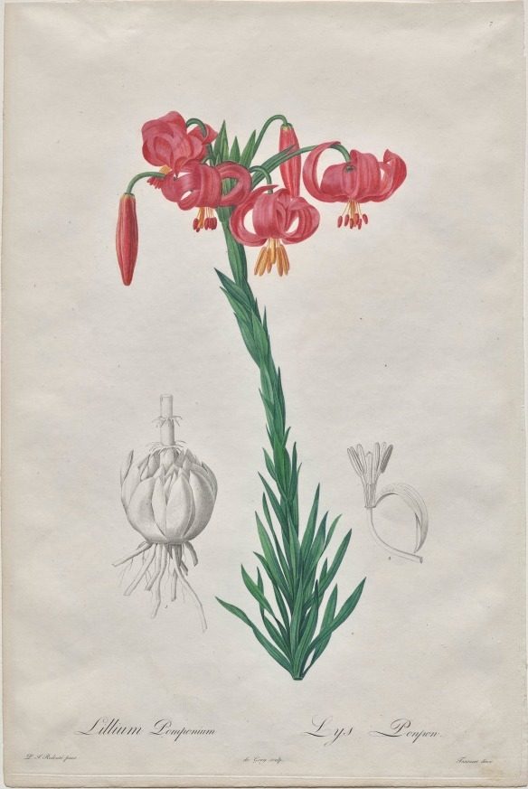 Lillium Pomponium (Turban Lily), plate 7 from Les Liliacées by De Gouy (French, 1670–1830)