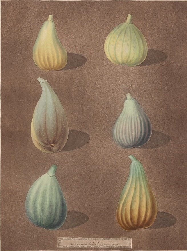 Pomona Britannica: No. 74 - Figs by Richard Brookshaw (British, 1736–1810)