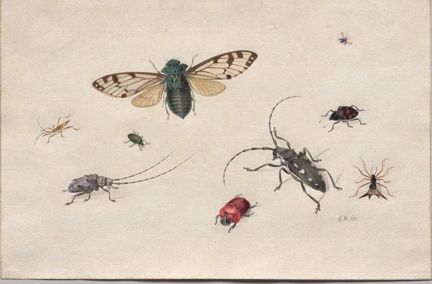Studies of Insects by Johannes Bronckhorst (Netherlands, 1648–1727)