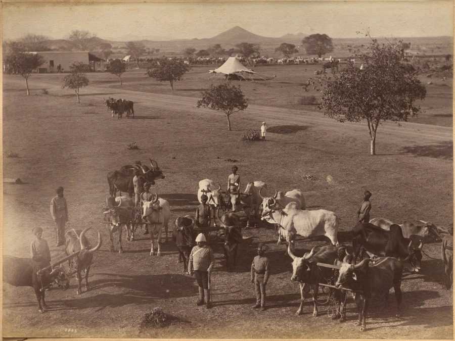 Bullocks of Elephant Battery, Jhansi by Raja Deen Dayal (Indian, 1844–1905)