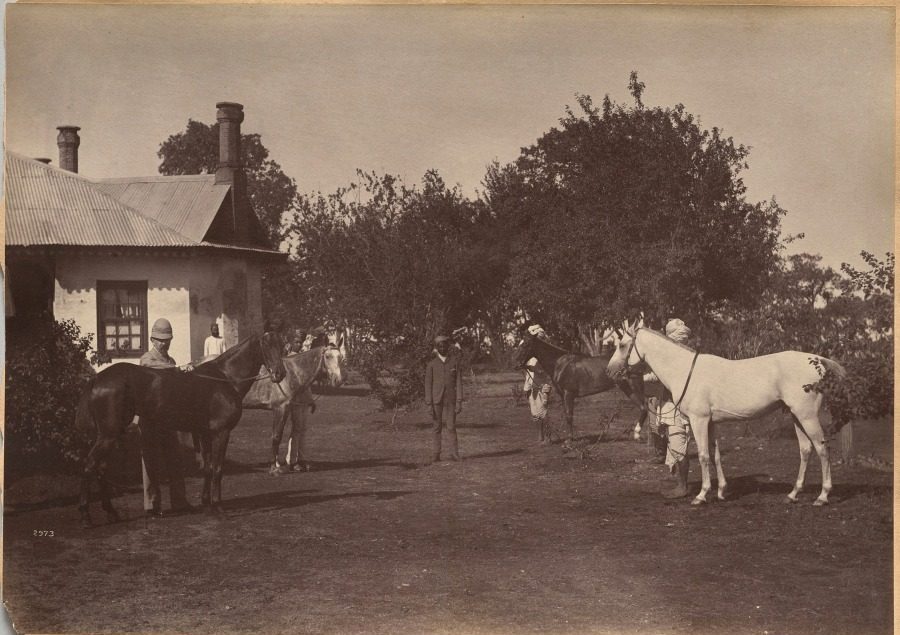Lord William Beresford's horses by Raja Deen Dayal (Indian, 1844–1905)
