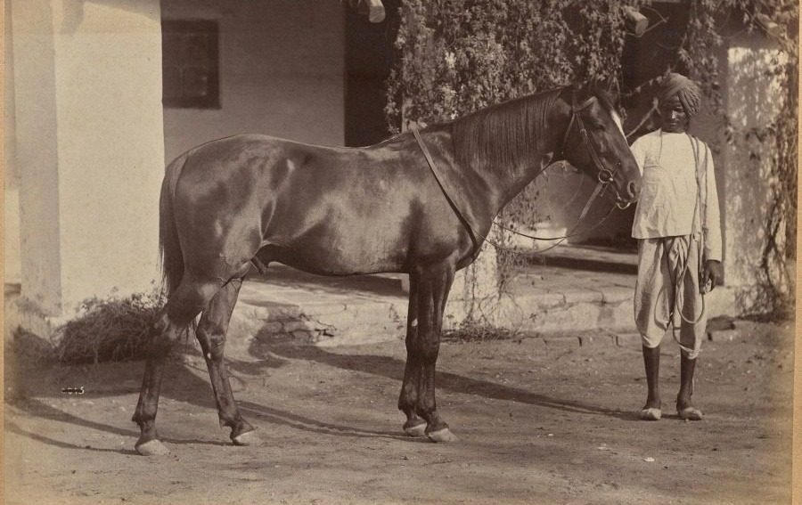 Captain Bailward's horses (recto, bottom) by Raja Deen Dayal (Indian, 1844–1905)